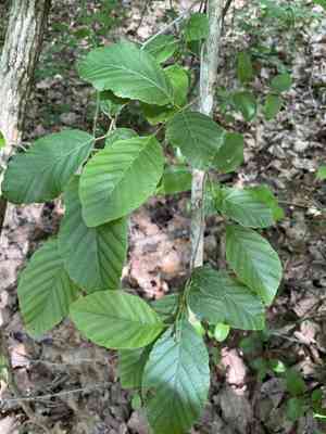Hazel alder(Alnus serrulata)