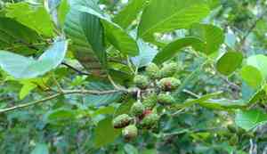 Hazel alder(Alnus serrulata)
