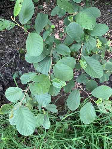 Hazel alder(Alnus serrulata)
