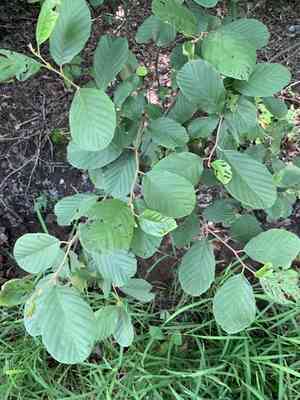 Hazel alder(Alnus serrulata)