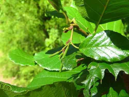 Hazel alder(Alnus serrulata)