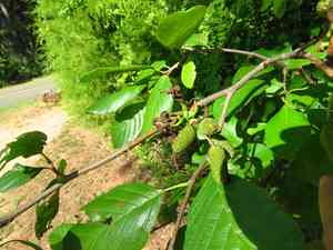 Hazel alder(Alnus serrulata)