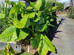 Elephant's ear(Alocasia brisbanensis)