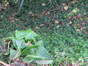Elephant's ear(Alocasia brisbanensis)