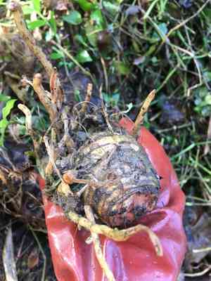 Elephant's ear(Alocasia brisbanensis)