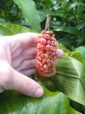 Elephant's ear(Alocasia brisbanensis)