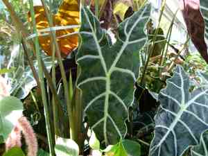 Elephant's-ears (Alocasia)(Alocasia)
