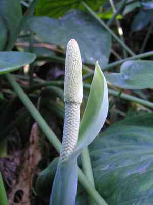 Elephant's-ears (Alocasia)(Alocasia)