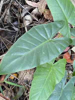 Elephant's-ears (Alocasia)(Alocasia)
