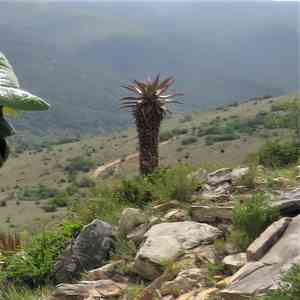 Bitter aloe(Aloe ferox)
