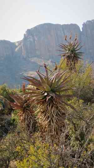Bitter aloe(Aloe ferox)