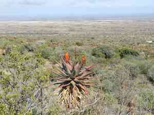 Bitter aloe(Aloe ferox)