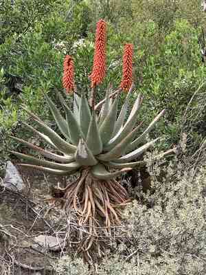 Bitter aloe(Aloe ferox)
