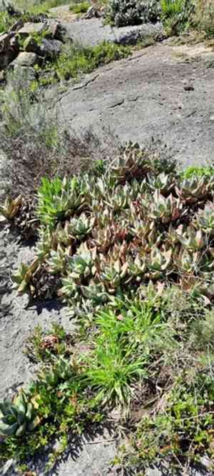 Mitre aloe(Aloe perfoliata)