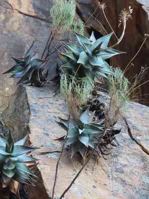 Mitre aloe(Aloe perfoliata)