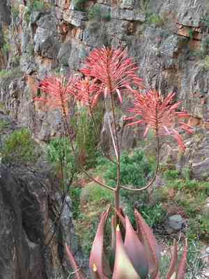 Mitre aloe(Aloe perfoliata)