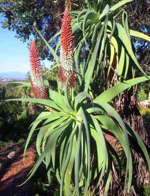 Aloe (Aloe)(Aloe)