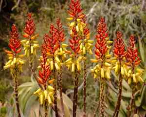 Aloe (Aloe)(Aloe)