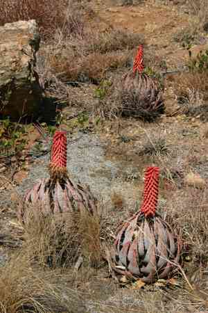 Aloe (Aloe)(Aloe)