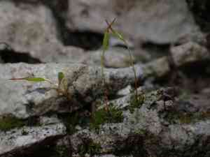 Aloina moss(Aloina aloides)