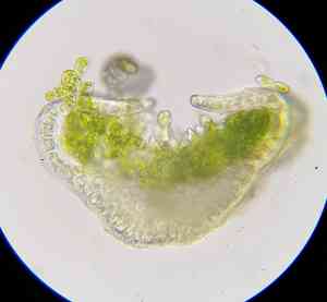 Aloina moss(Aloina aloides)