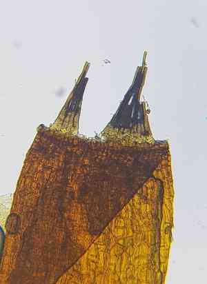 Aloina moss(Aloina aloides)