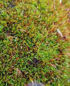 Aloina moss(Aloina aloides)