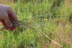 Short-awn foxtail(Alopecurus aequalis)
