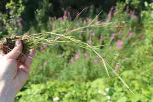 Short-awn foxtail(Alopecurus aequalis)