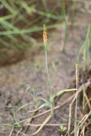 Short-awn foxtail(Alopecurus aequalis)