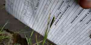 Short-awn foxtail(Alopecurus aequalis)