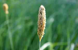Creeping meadow foxtail(Alopecurus arundinaceus)