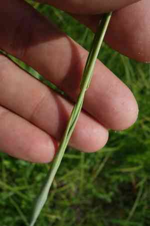 Creeping meadow foxtail(Alopecurus arundinaceus)