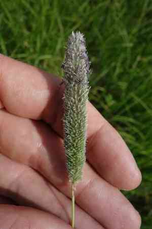 Creeping meadow foxtail(Alopecurus arundinaceus)
