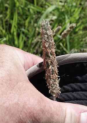 Creeping meadow foxtail(Alopecurus arundinaceus)