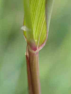 Slender meadow foxtail(Alopecurus myosuroides)