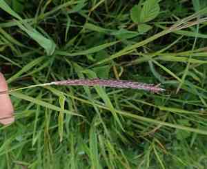Slender meadow foxtail(Alopecurus myosuroides)