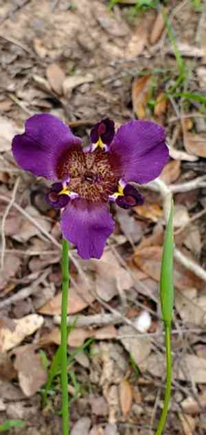 Propeller flower(Alophia drummondii)