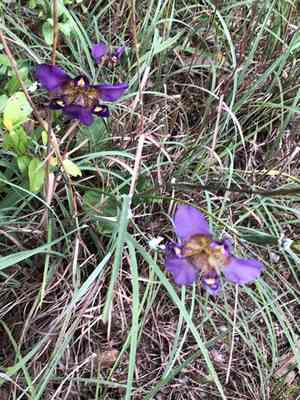 Propeller flower(Alophia drummondii)