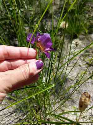 Propeller flower(Alophia drummondii)