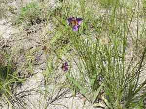 Propeller flower(Alophia drummondii)