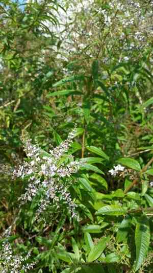 Lemon verbena(Aloysia citrodora)
