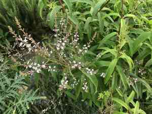 Lemon verbena(Aloysia citrodora)
