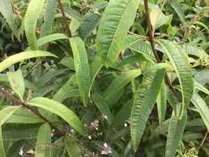 Lemon verbena(Aloysia citrodora)