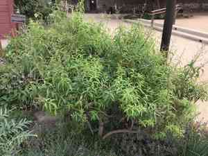 Lemon verbena(Aloysia citrodora)