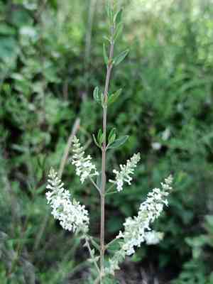 Whitebrush(Aloysia gratissima)