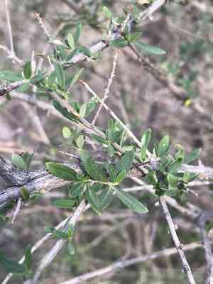 Whitebrush(Aloysia gratissima)