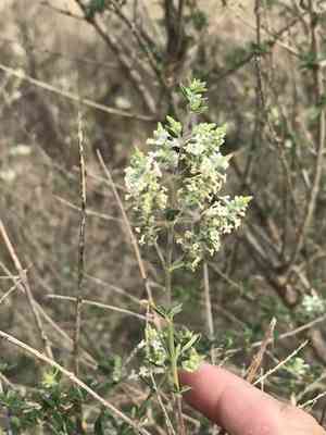 Whitebrush(Aloysia gratissima)
