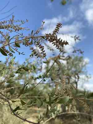 Whitebrush(Aloysia gratissima)