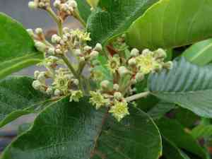Hawai'i kauilatree(Alphitonia ponderosa)